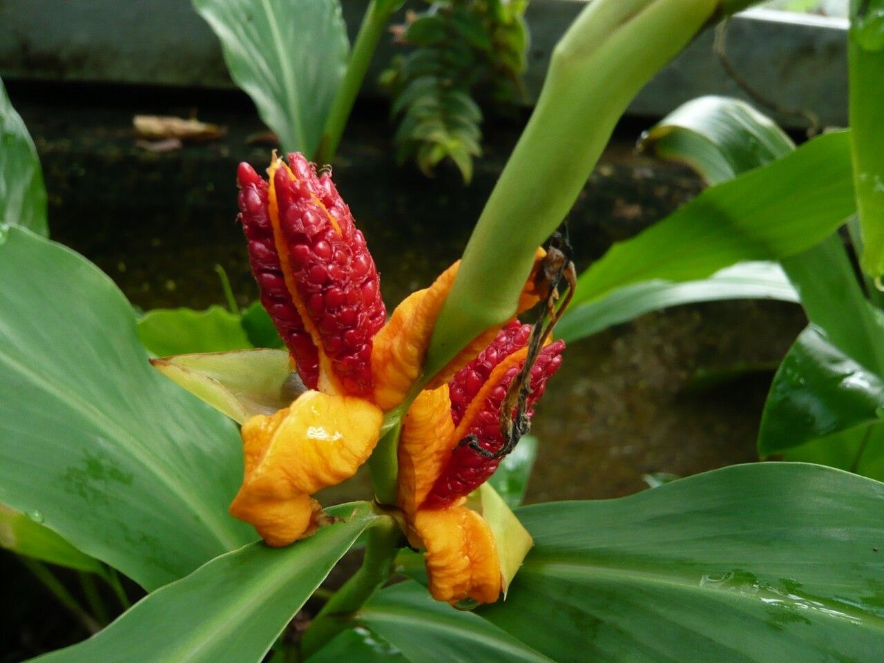 Hedychium horsfieldii flower