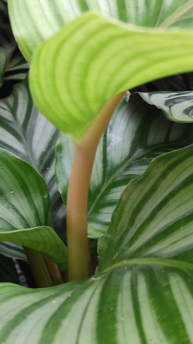 Goeppertia orbifolia bark