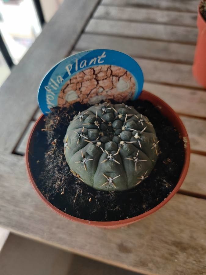 Gymnocalycium ragonesei — search result for 'Gymnocalycium'