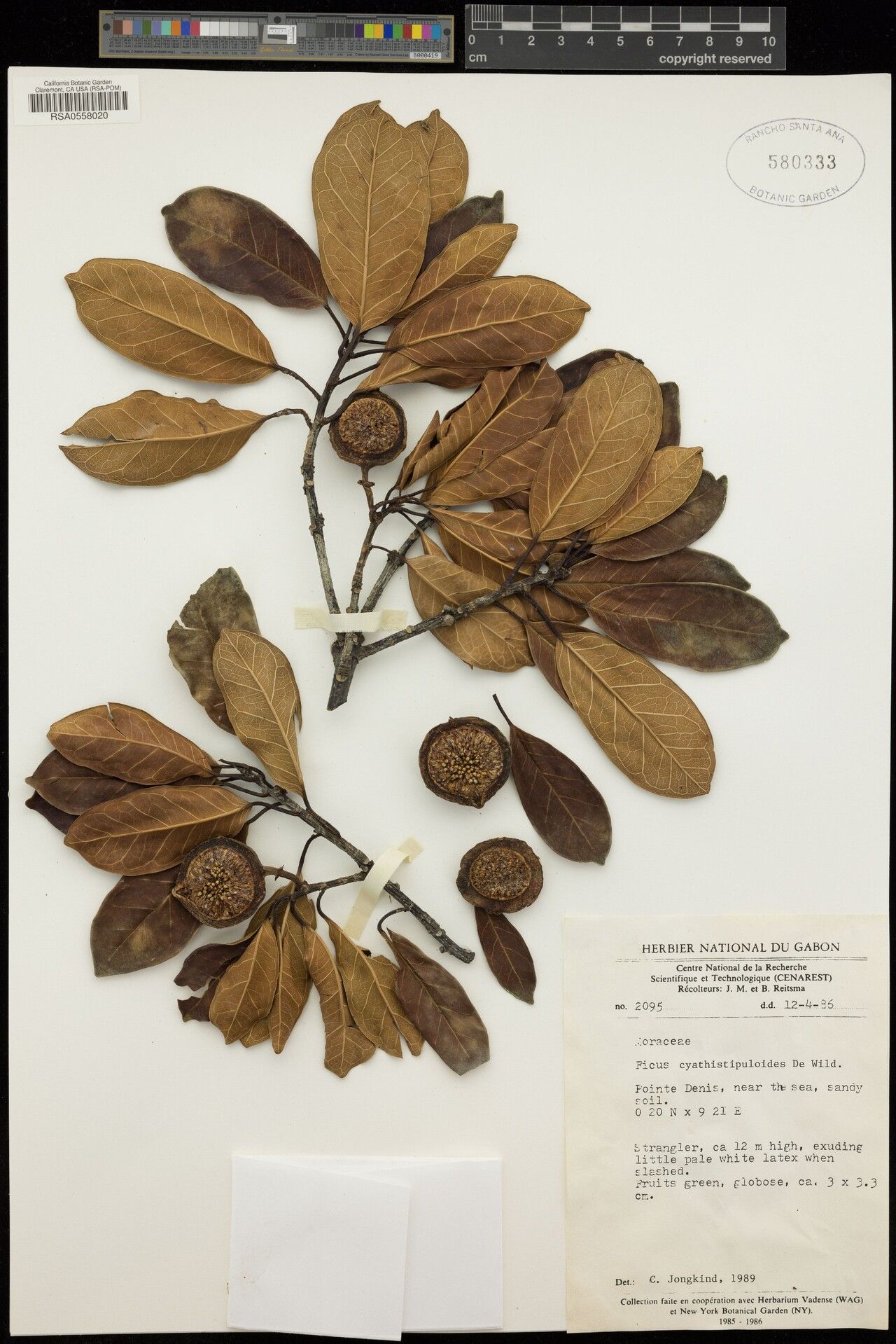 Ficus cyathistipuloides — houseplant care guide