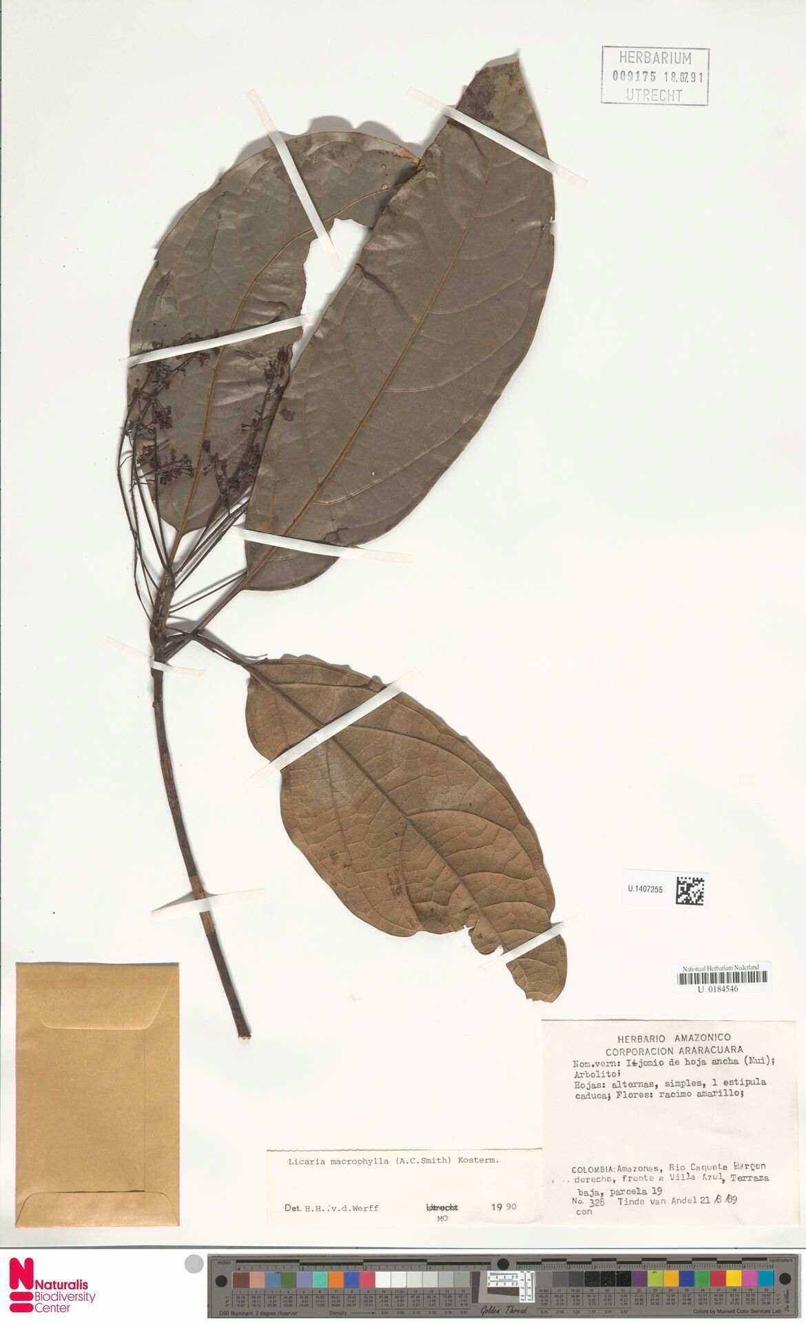 Licaria macrophylla leaf