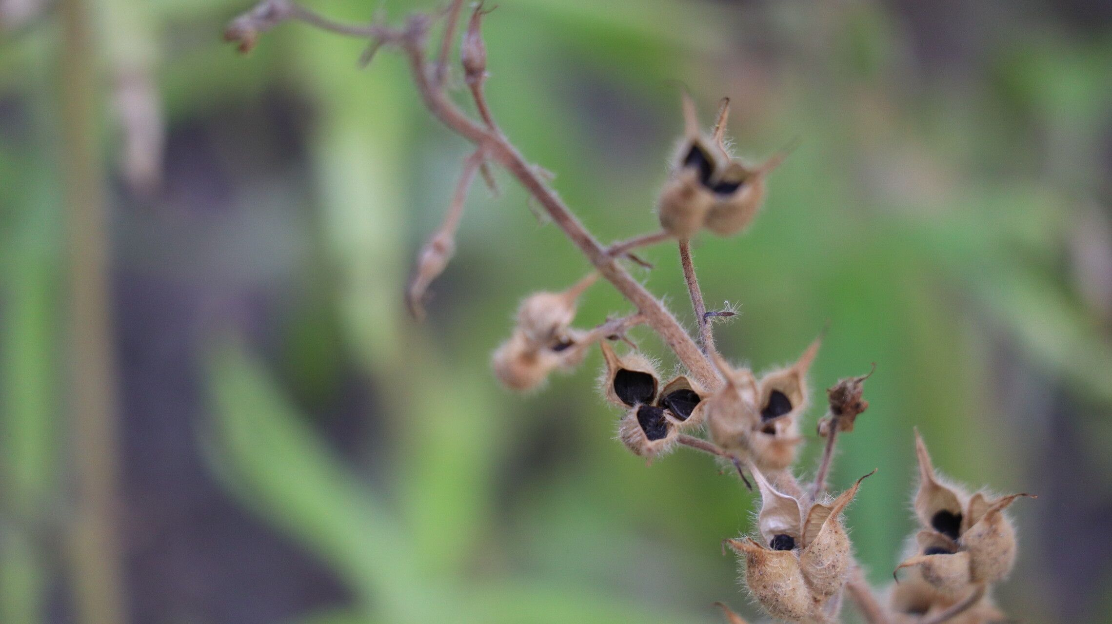 Delphinium requienii fruit