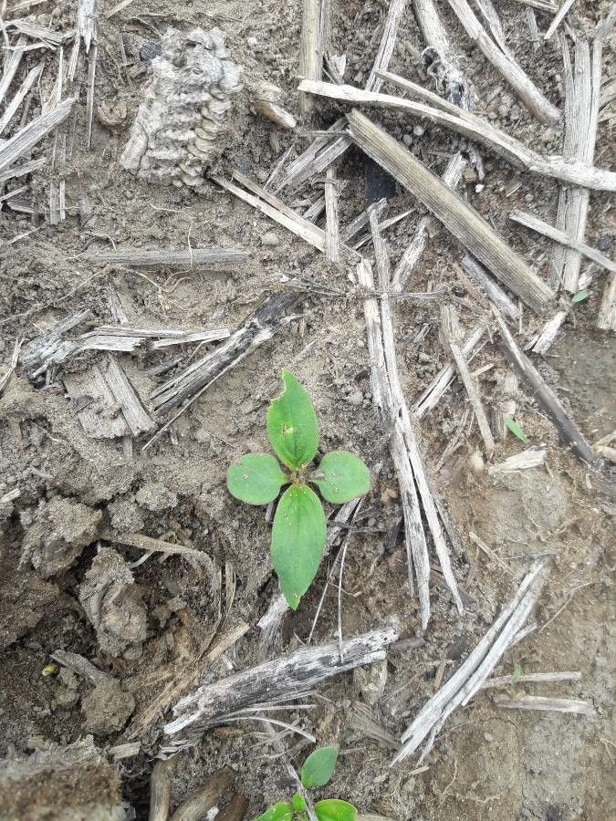 Spermacoce latifolia leaf