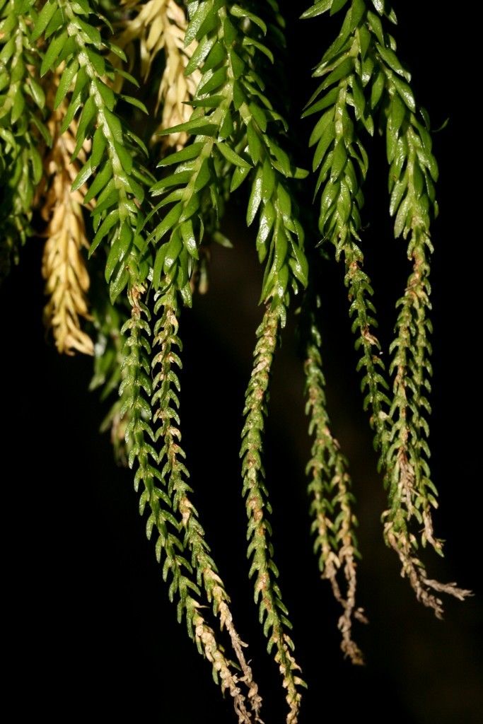 Phlegmariurus balansae leaf
