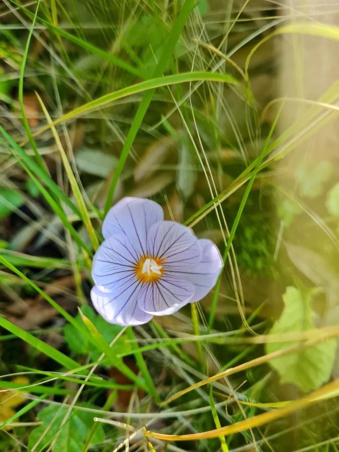 Crocus pulchellus flower