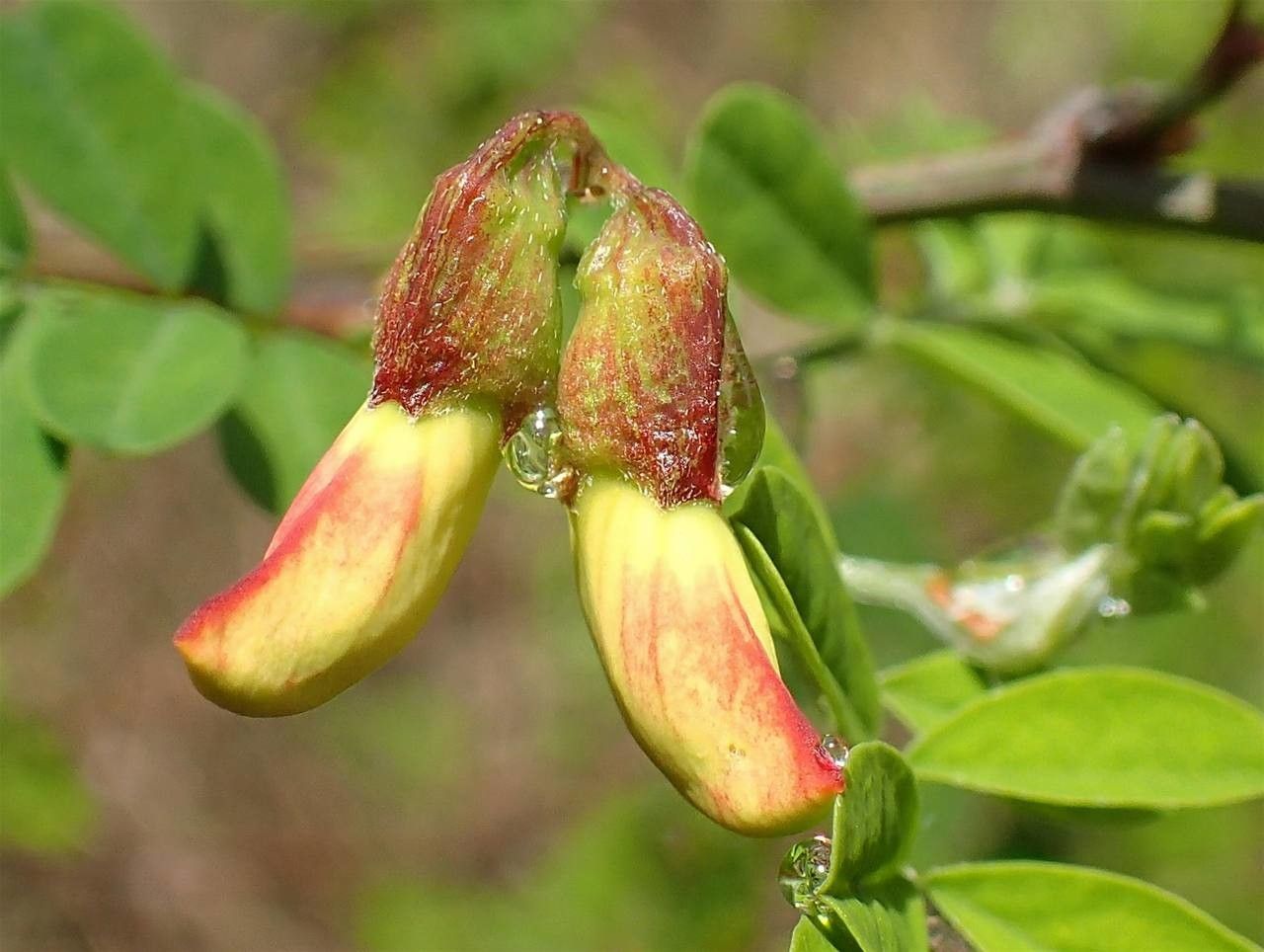 Hippocrepis emerus fruit