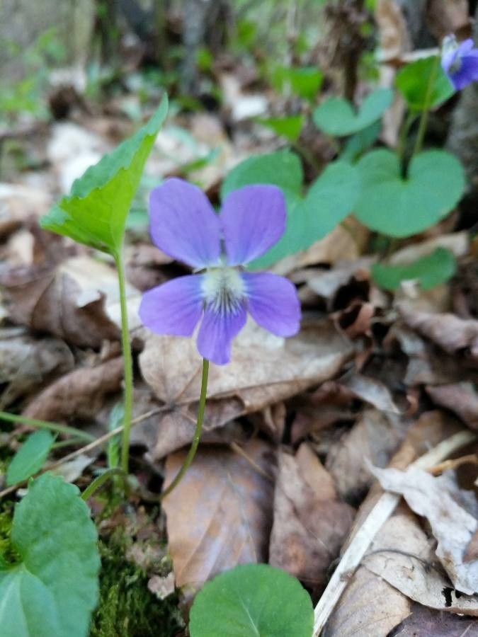 Viola sagittata flower