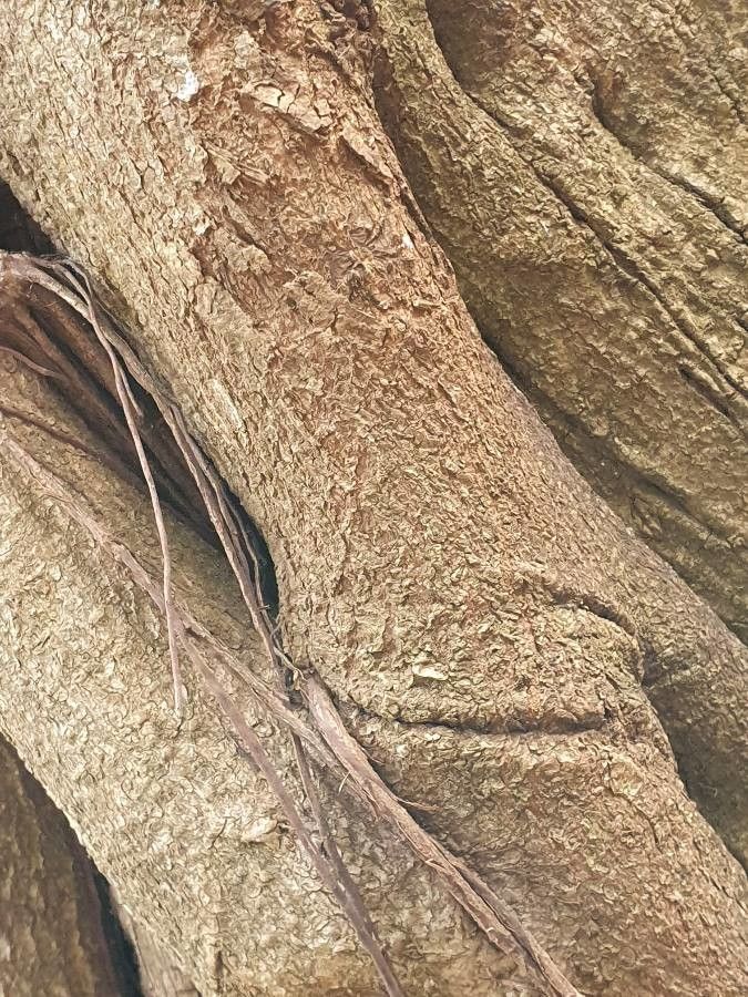 Ficus craterostoma bark