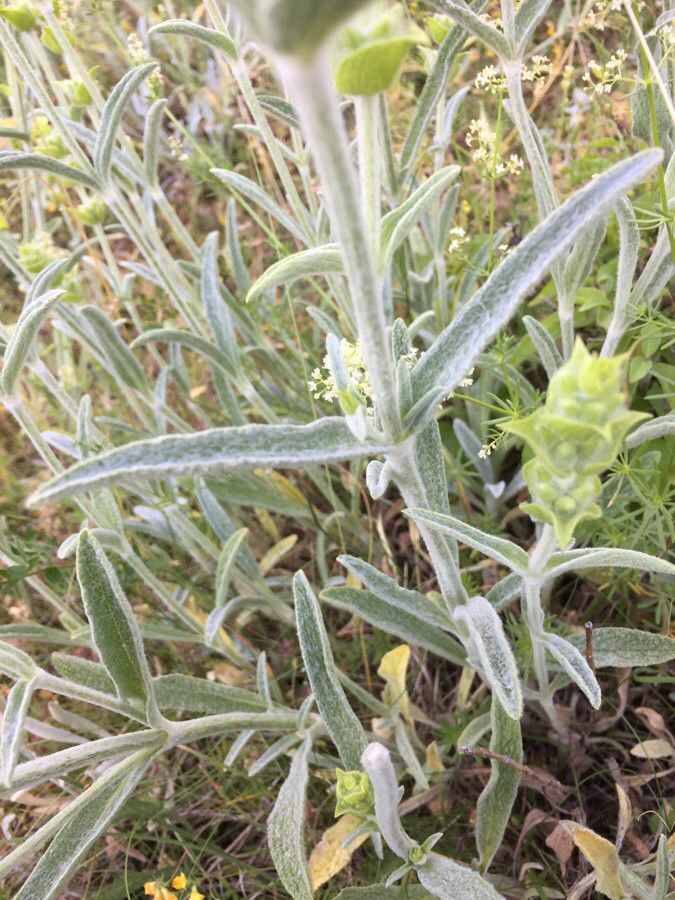 Sideritis scardica — search result for 'Bulgaria'