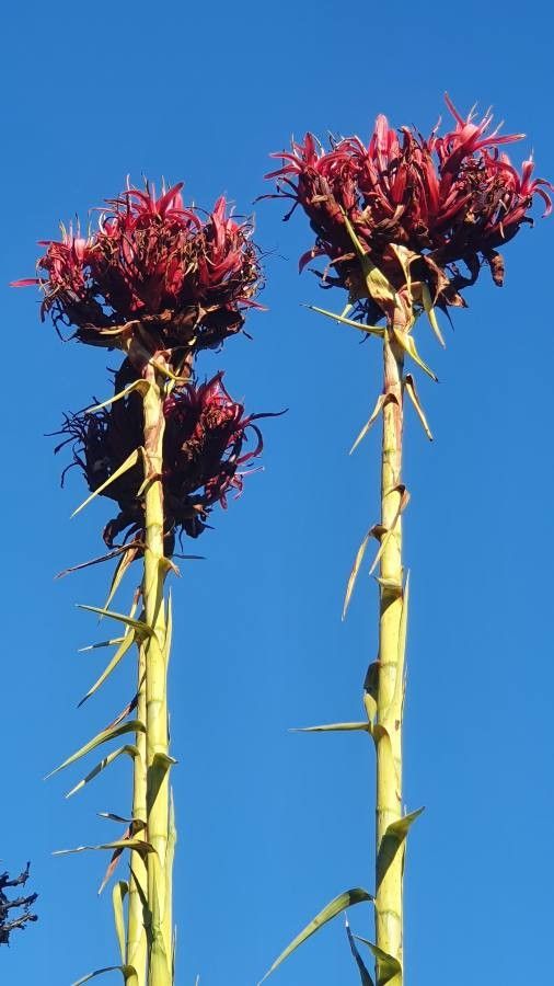 Doryanthes excelsa habit