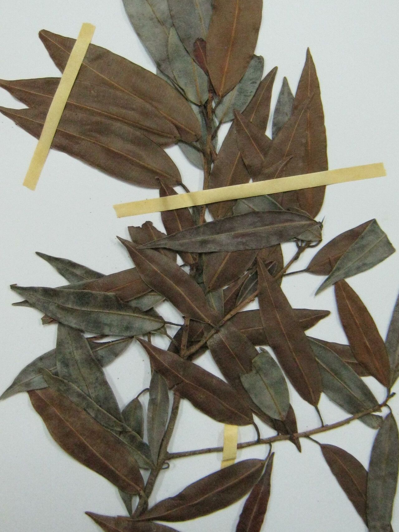 Ficus leiophylla — houseplant care guide