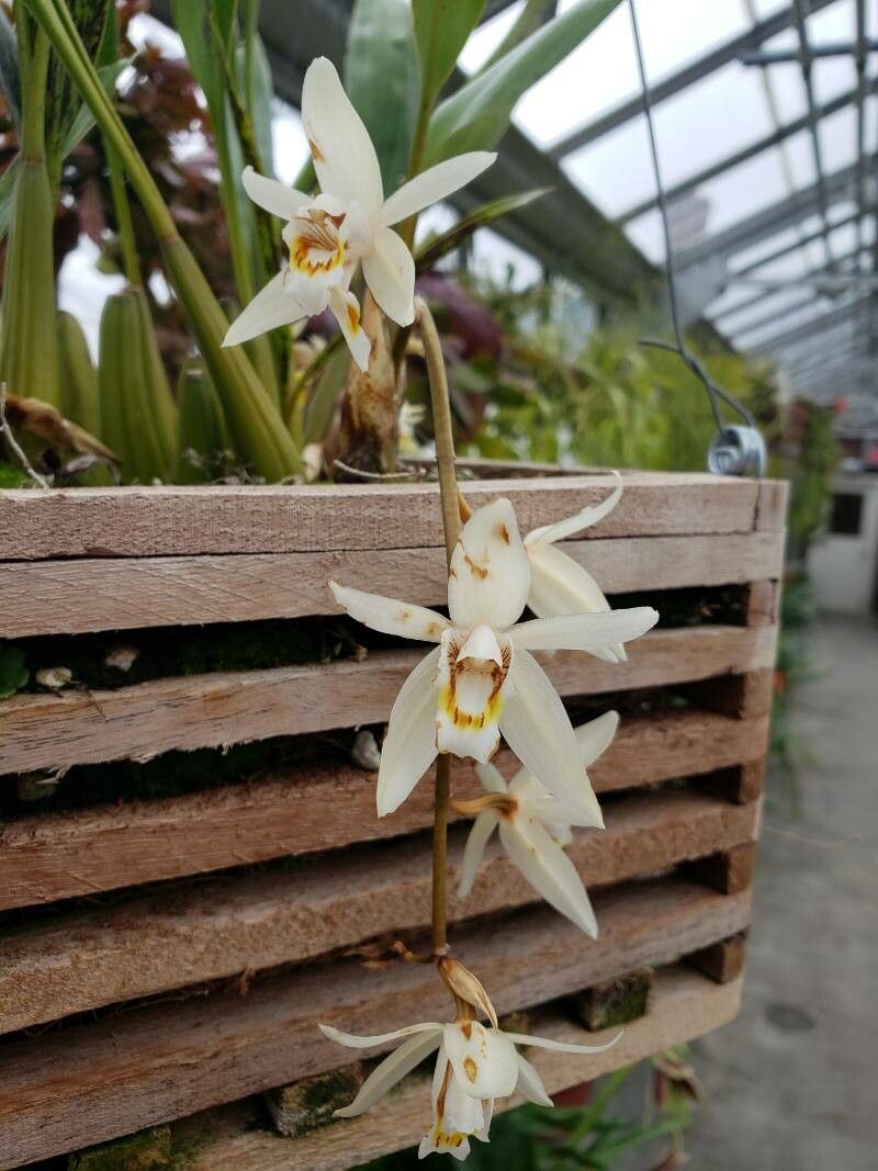Coelogyne flaccida flower