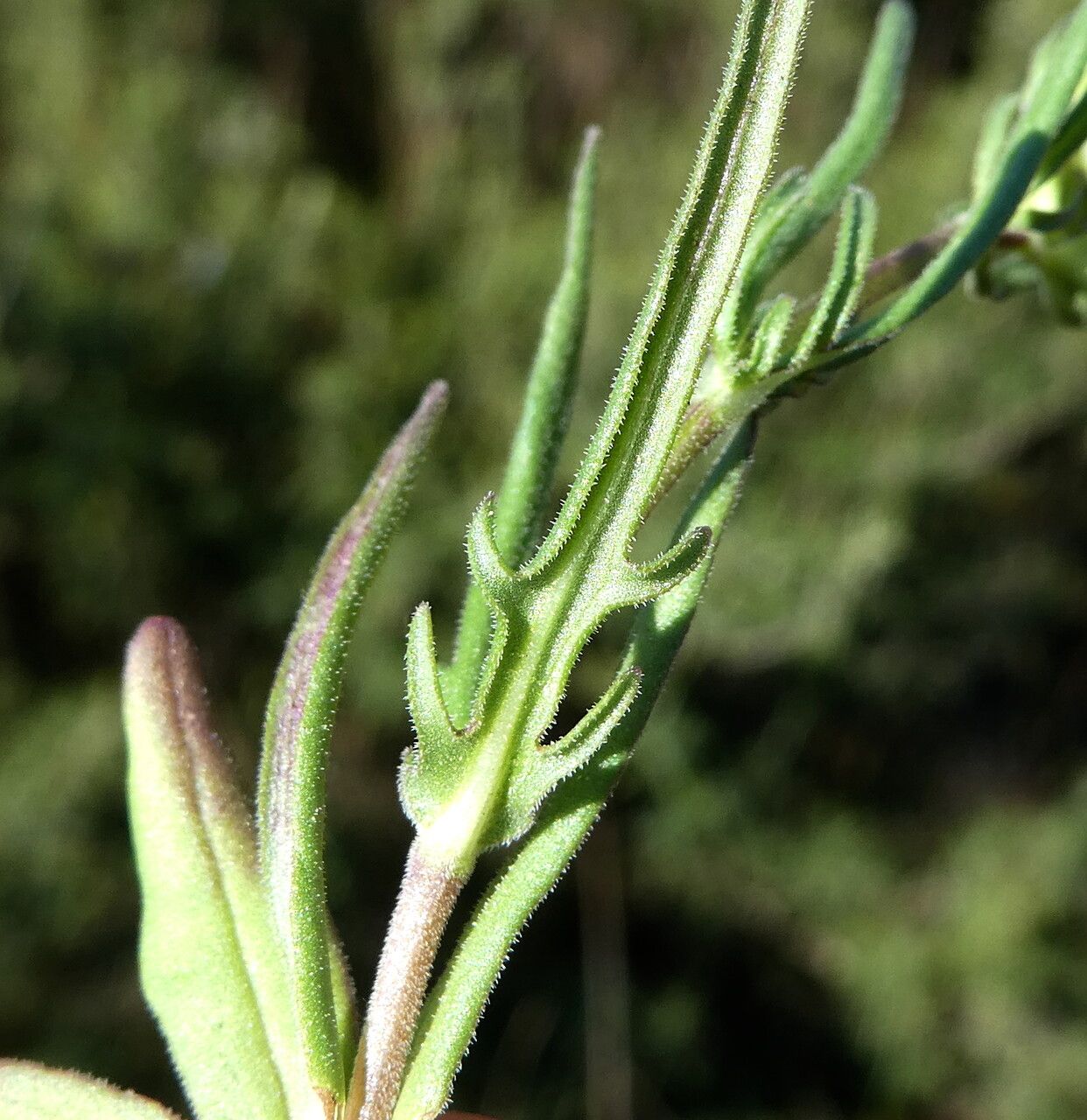 Valerianella eriocarpa leaf
