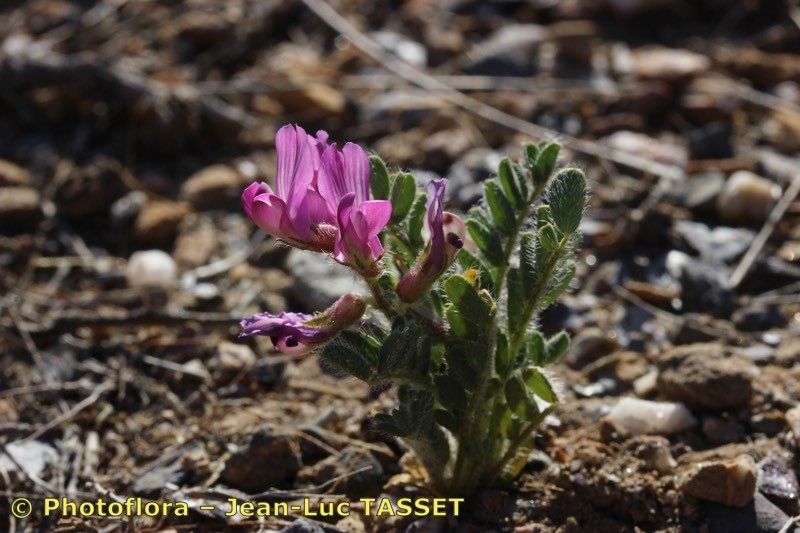 Astragalus longidentatus — houseplant care guide