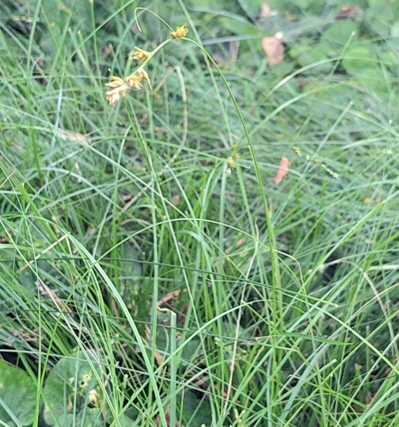 Carex laeviculmis habit