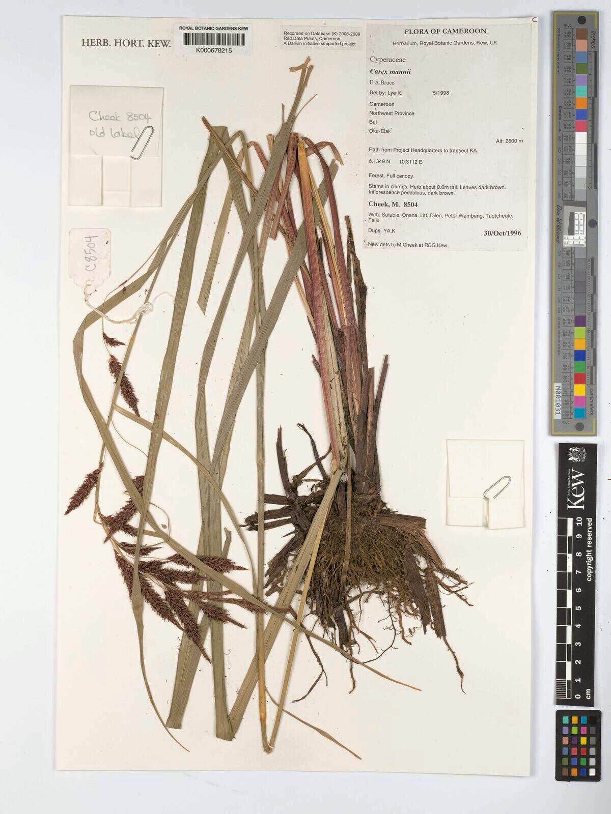 Carex mannii — houseplant care guide