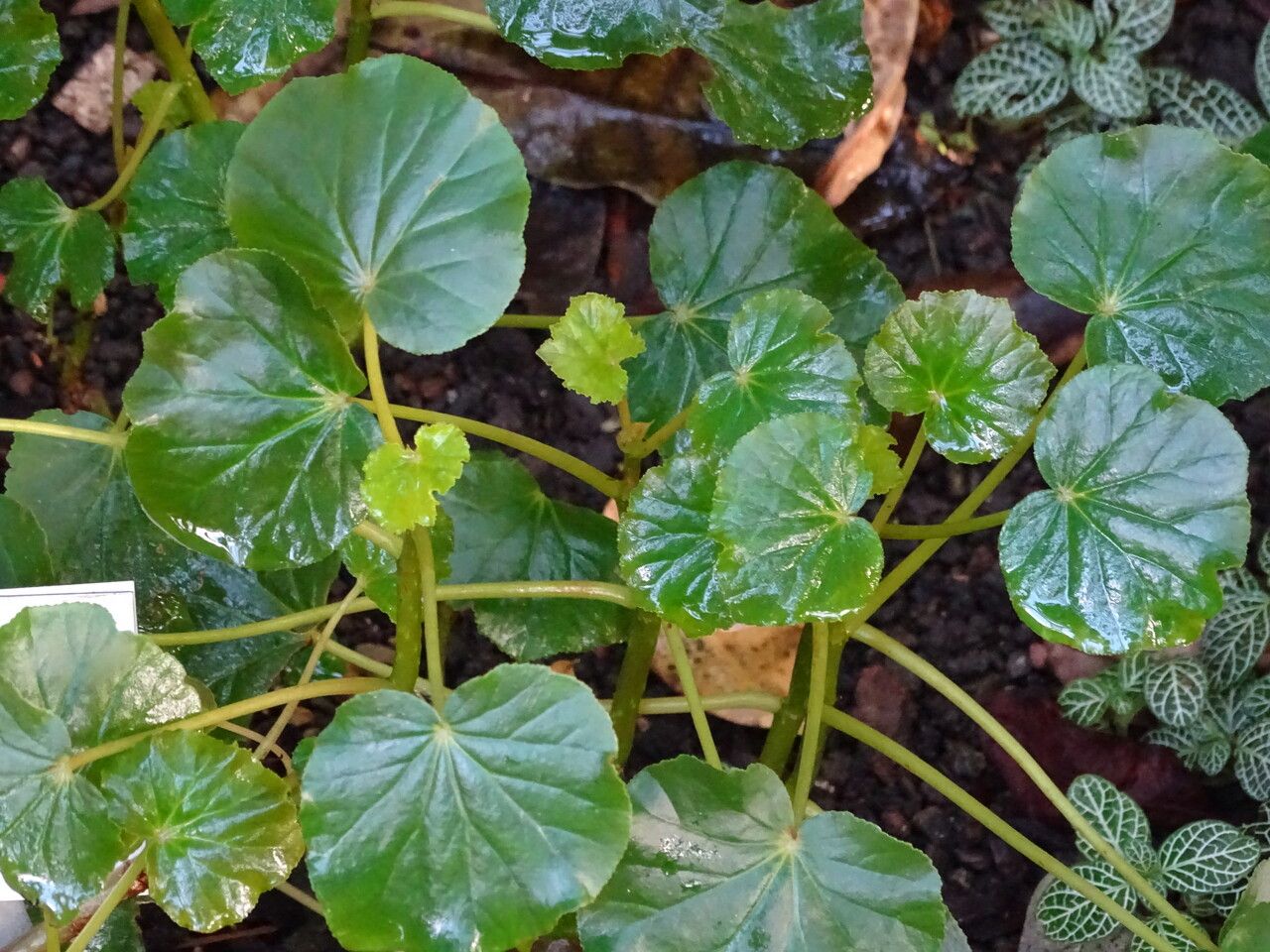 Begonia petasitifolia — houseplant care guide
