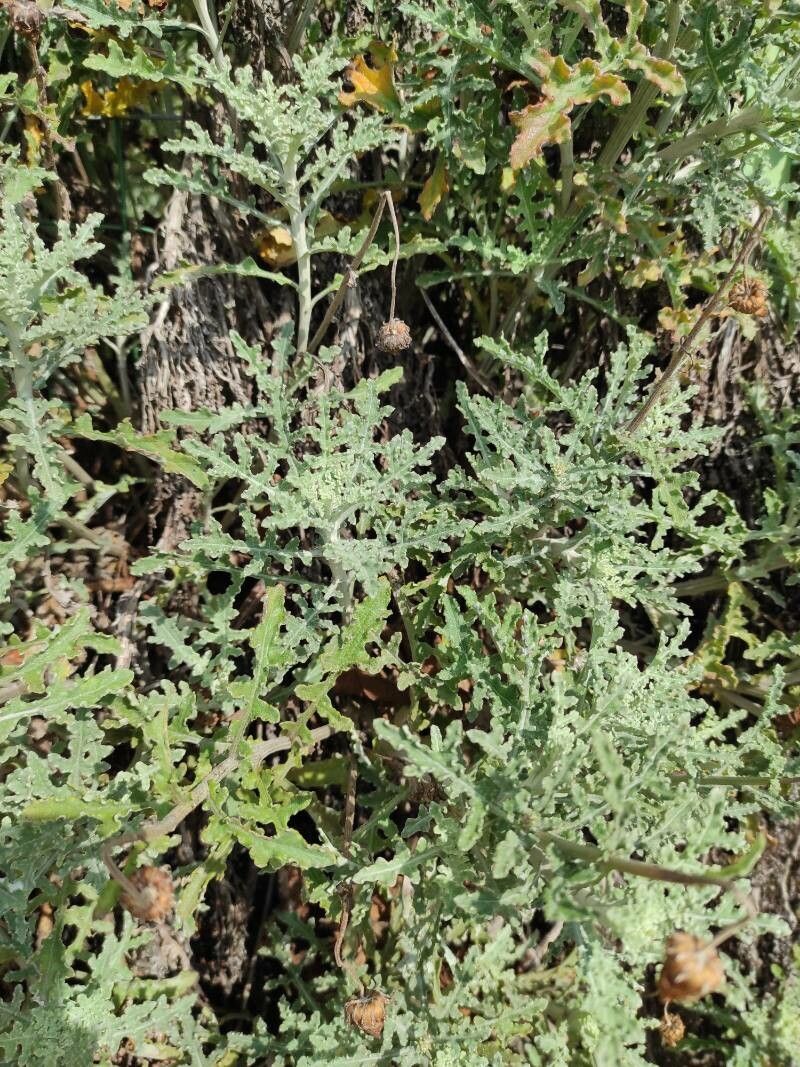 Eriophyllum stoechadifolium — houseplant care guide