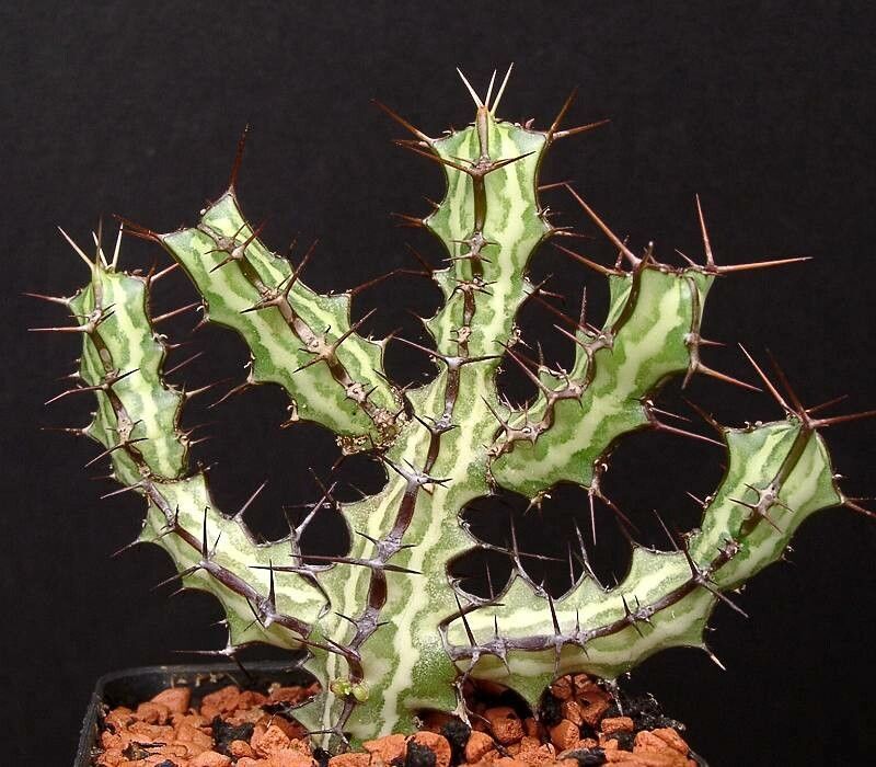 Euphorbia odontophora — houseplant care guide
