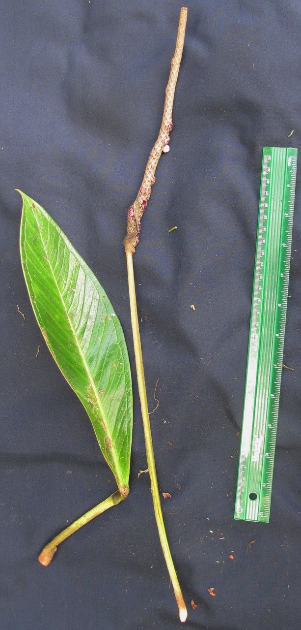 Anthurium alatipedunculatum other