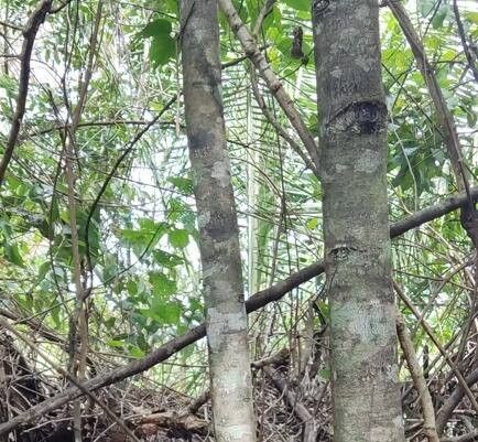 Diospyros ovalis bark