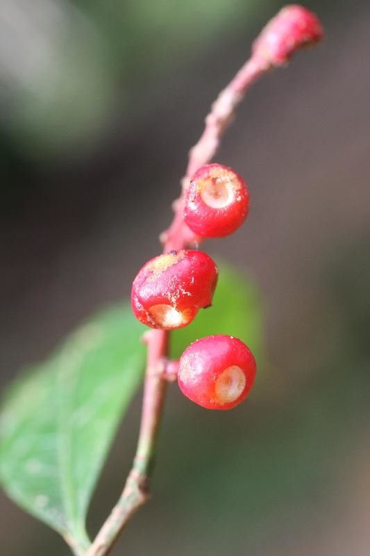 Tabernaemontana undulata fruit