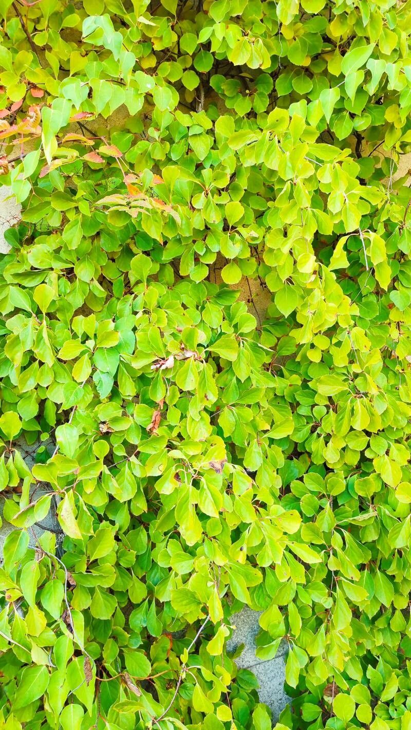 Schisandra sphaerandra habit