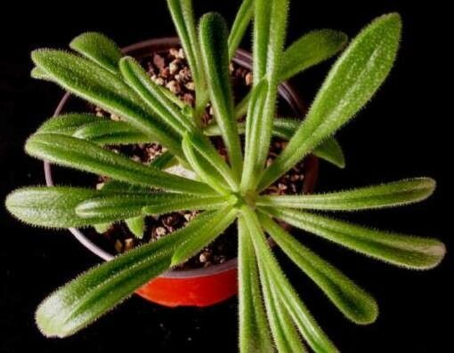 Tylecodon leucothrix — houseplant care guide