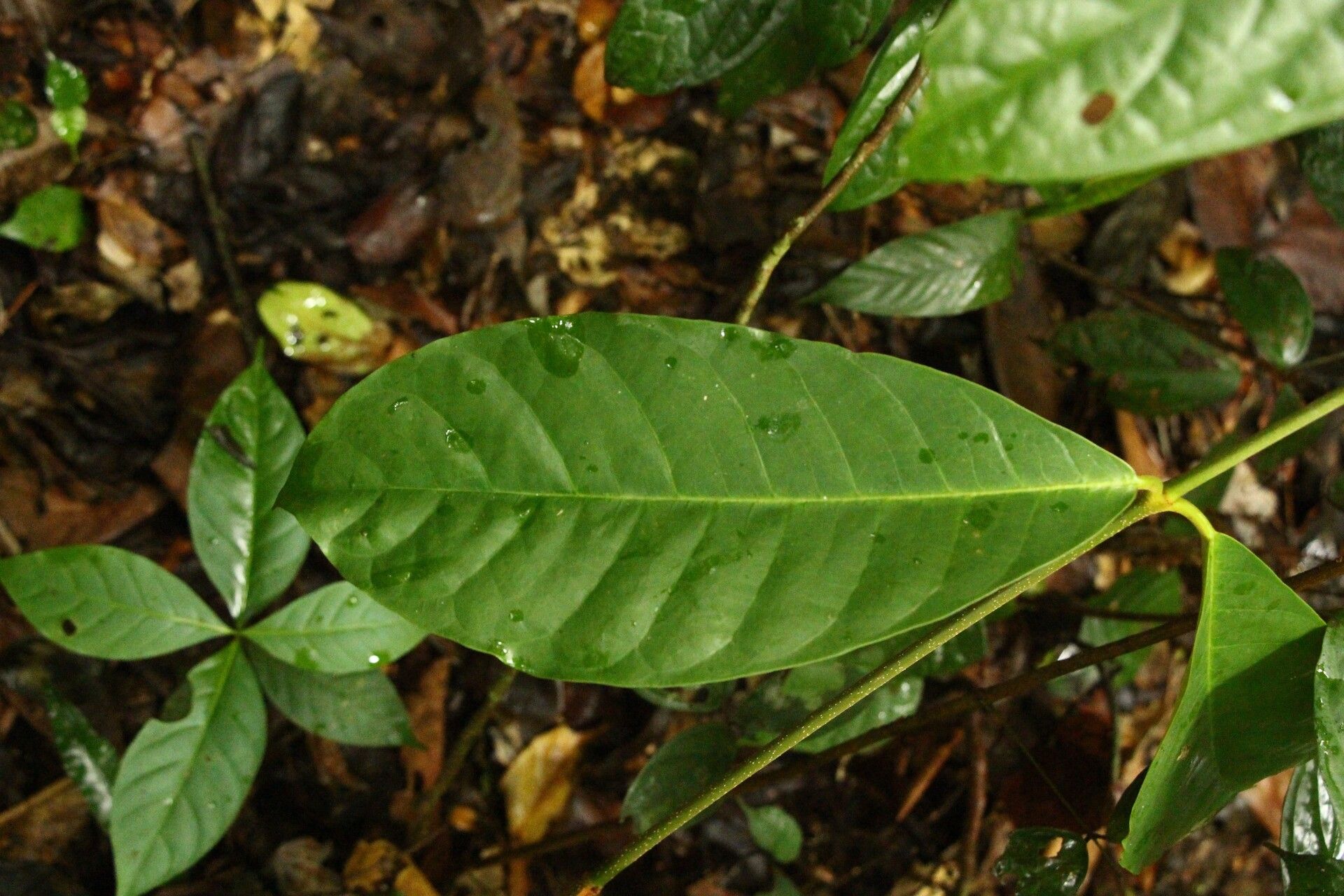 Landolphia landolphioides leaf