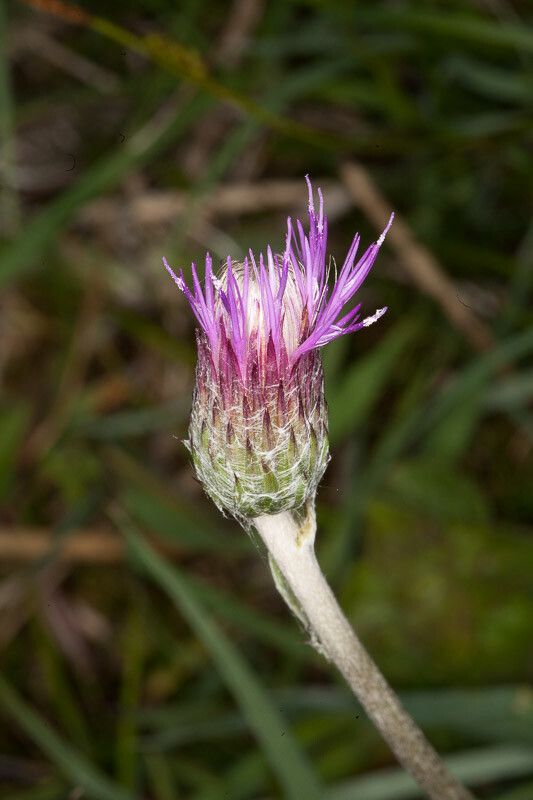 Cirsium dissectum flower