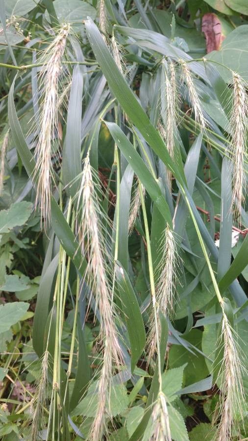 Elymus villosus leaf