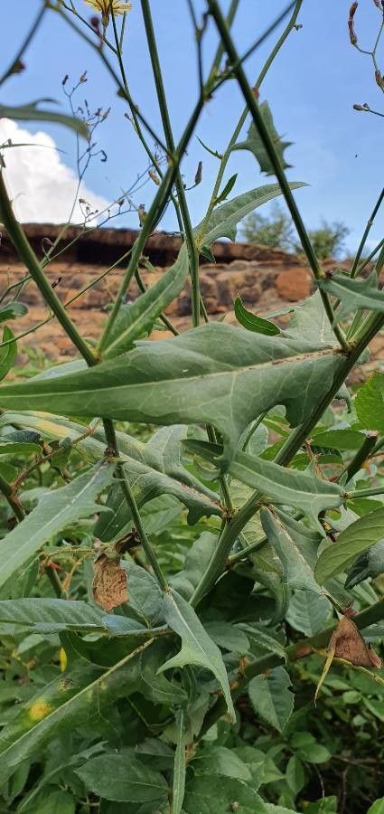 Launaea hafunensis leaf