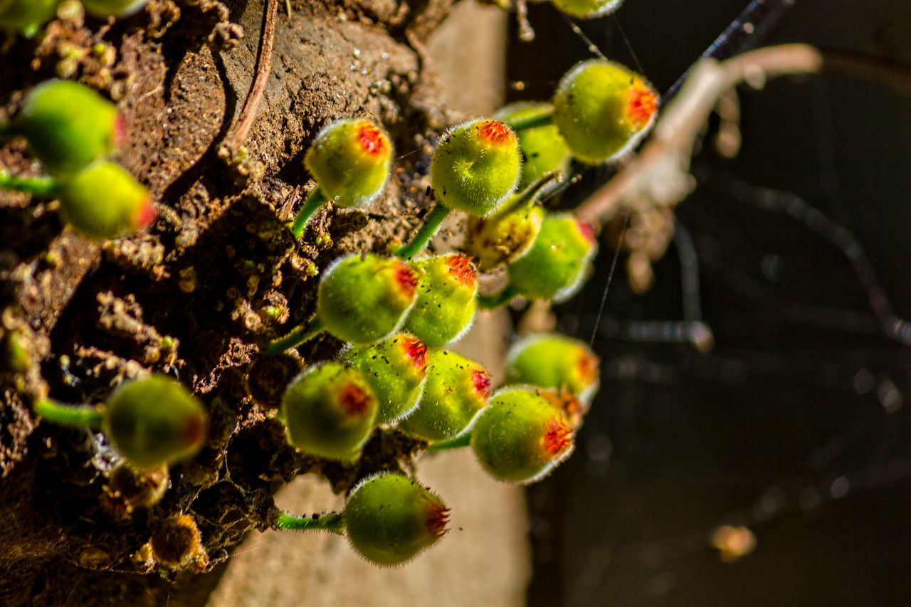 Ficus obscura fruit