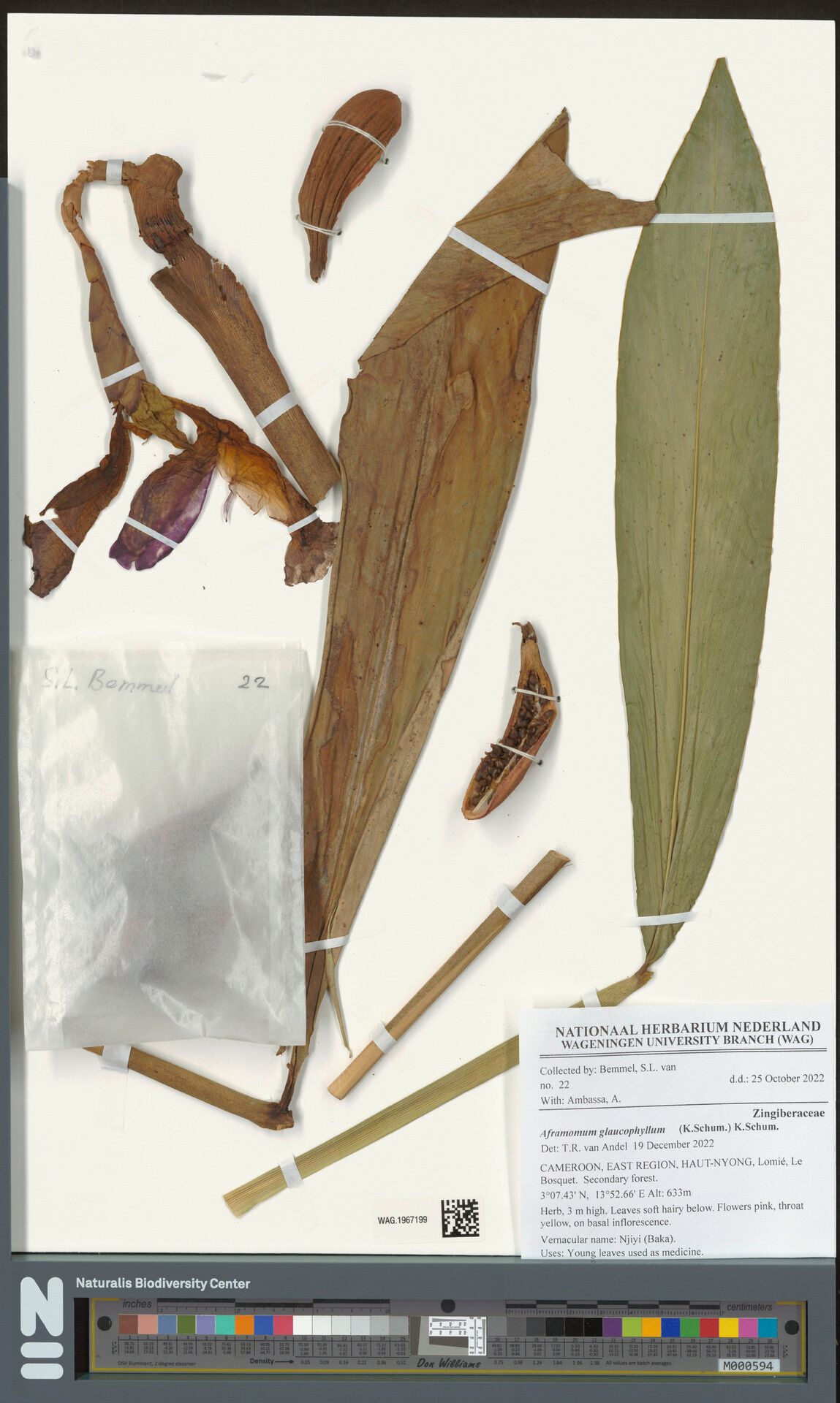 Aframomum glaucophyllum — houseplant care guide