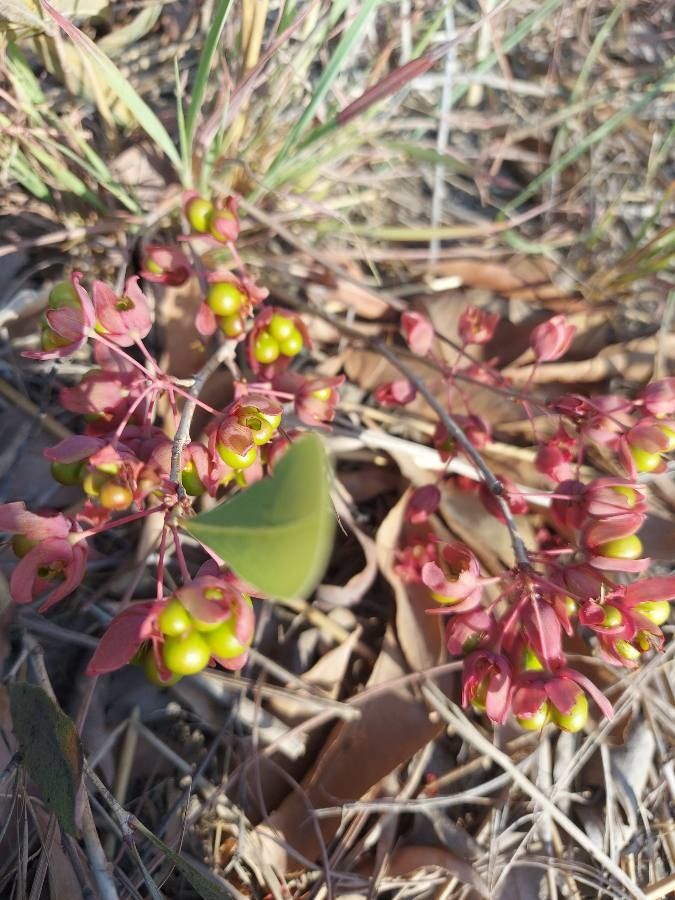 Brackenridgea arenaria — houseplant care guide