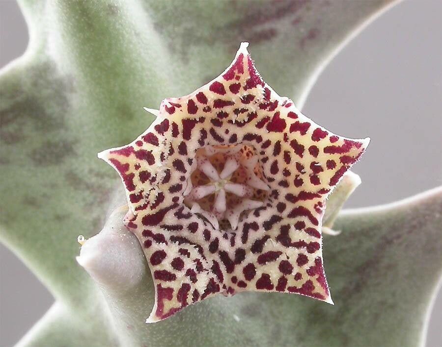 Orbea carnosa — related species from the same genus