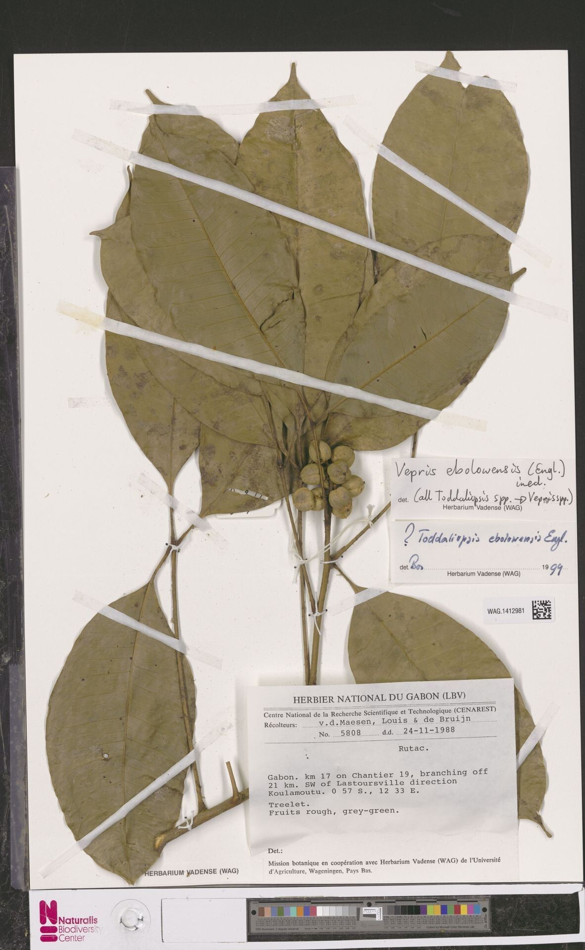 Vepris ebolowensis — search result for 'Vepris'