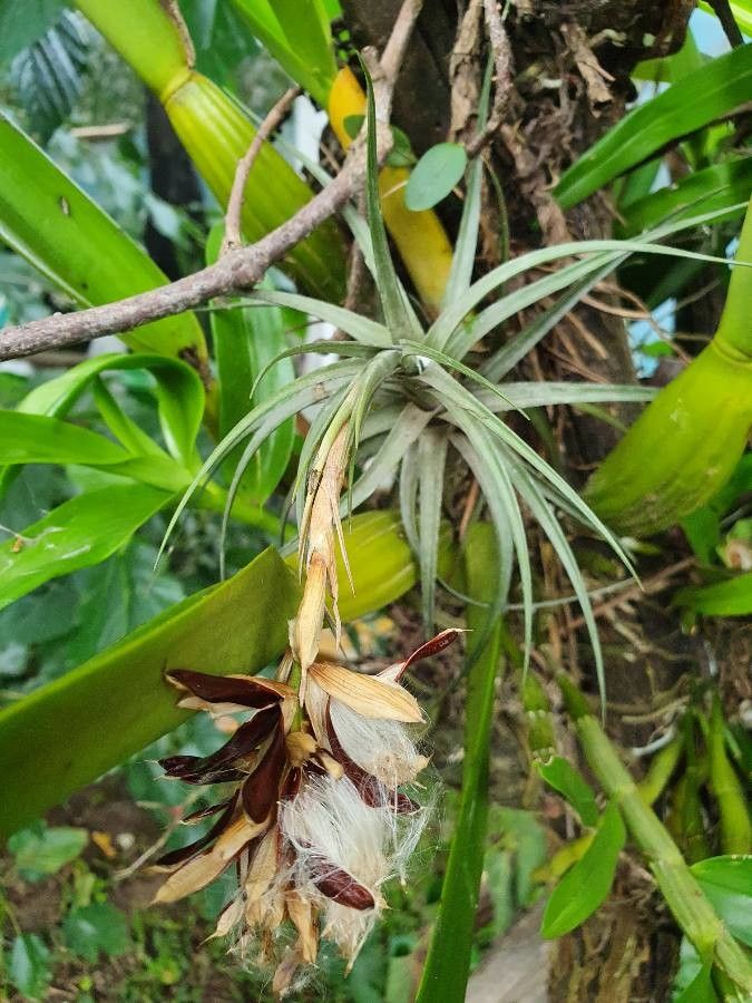 Tillandsia aeranthos fruit