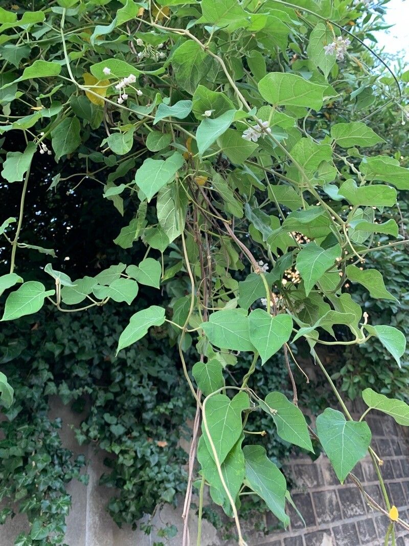 Dregea sinensis leaf