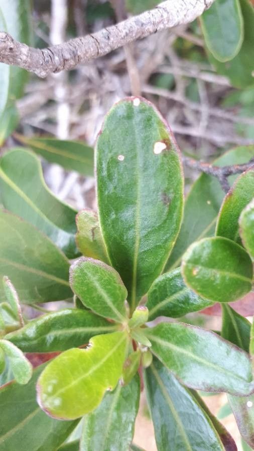 Scaevola montana — search result for 'Scaevola'