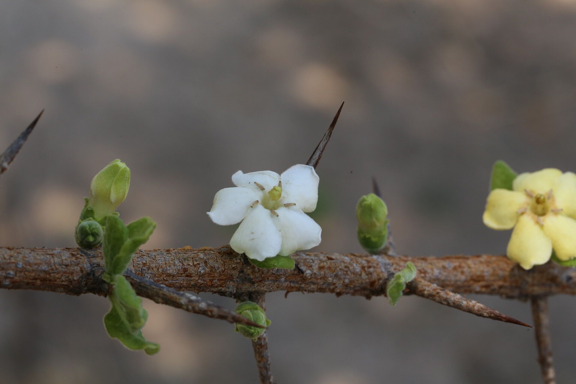 Catunaregam taylorii flower