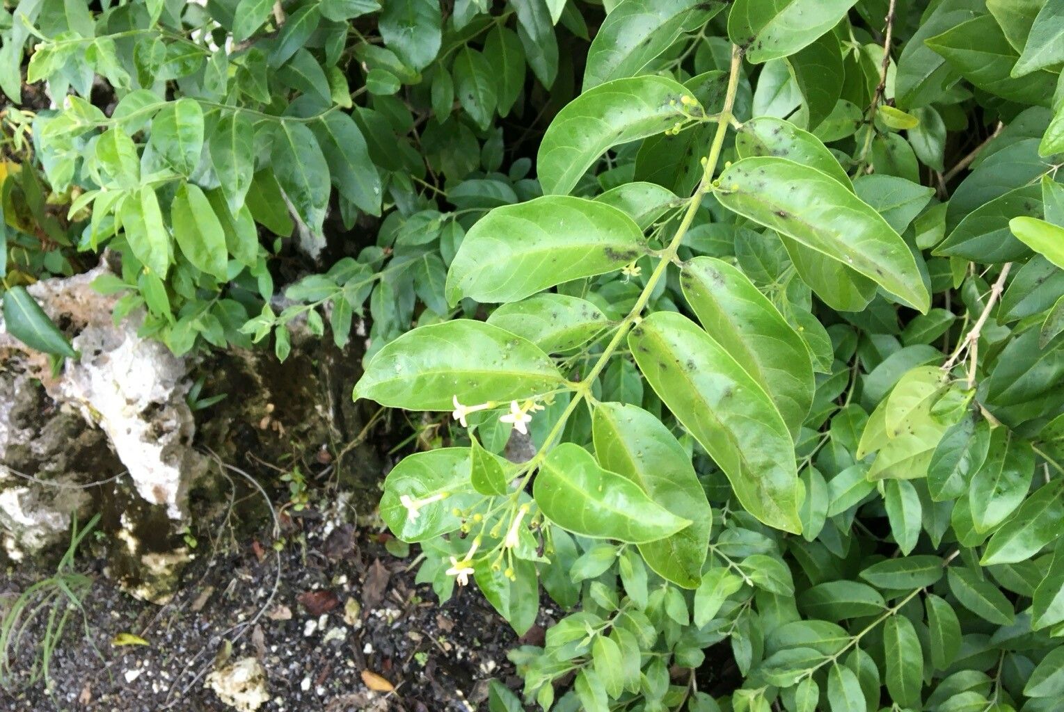 Aegiphila caymanensis flower