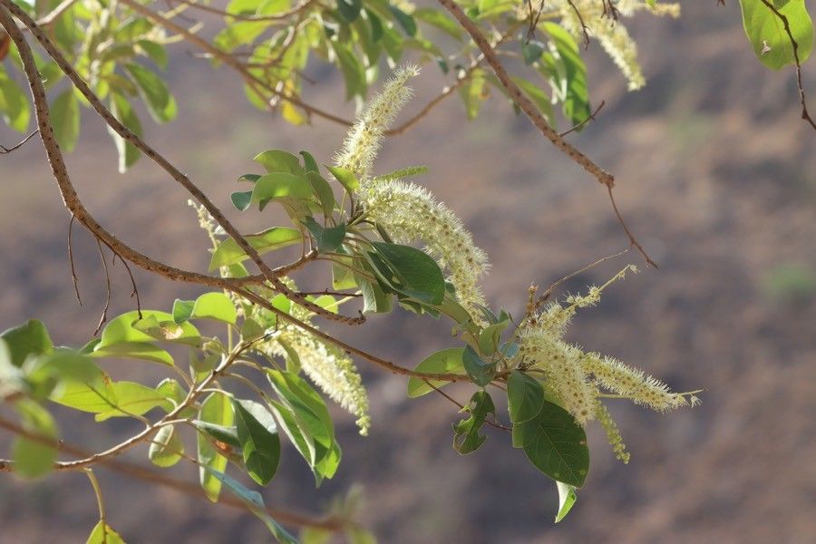 Terminalia brownii flower