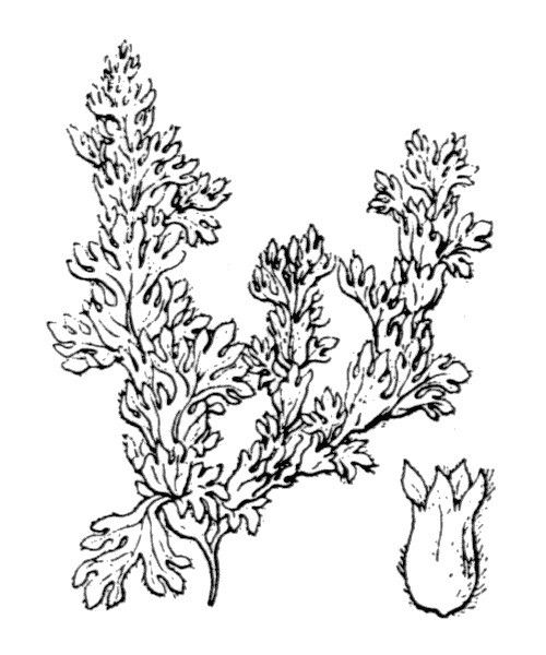 Aphanes minutiflora other