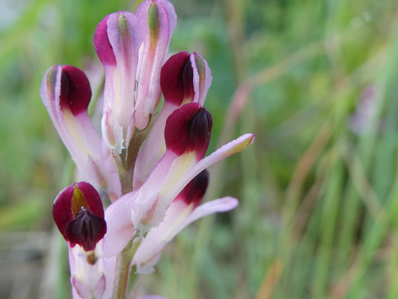 Fumaria gaillardotii flower