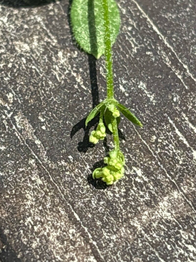Galium broterianum flower