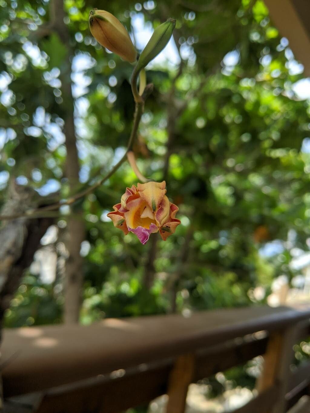 Myrmecophila brysiana — related species from the same genus