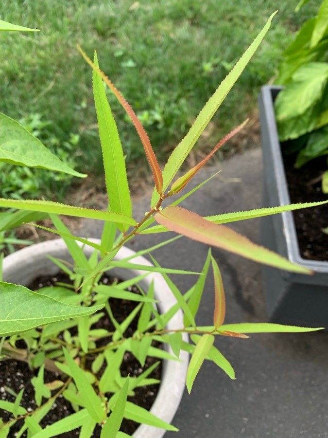 Salix eriocephala leaf