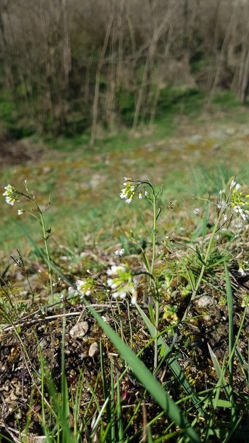 Barbarea australis flower