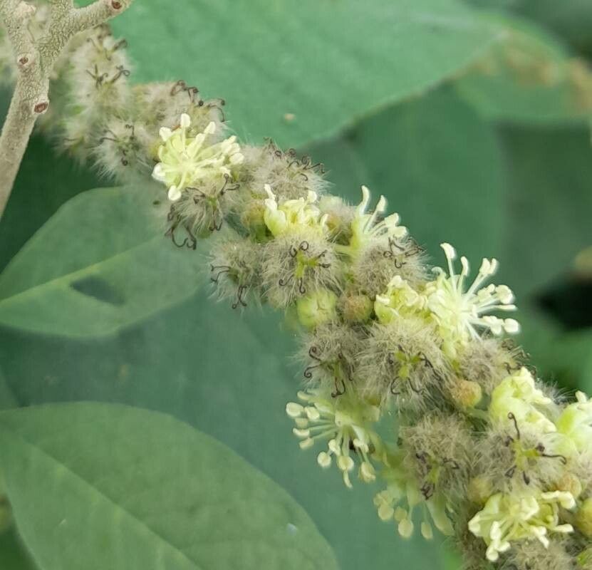 Croton saltensis flower